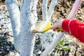 Hand with brush is whitewashing fruit trees bark as method of protection from heat and sun. Painting