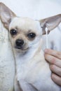 Hand brushing dog s tooth for dental.