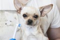 Hand brushing dog s tooth for dental.