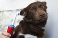 Hand brushing dog s tooth for dental.