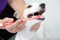 Hand brushing dog's tooth for dental