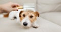 Hand brushing her dog's hair with a comb, pet care