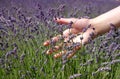 Hand brushing lavender flowers