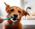 Hand Brushing Teeth of Dog Royalty Free Stock Photo