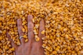 Hand buried and entrapped in the top layer of corn in a grain storage bin.