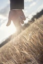 Hand of business man touching wheat plant frond Royalty Free Stock Photo