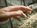 Hand on cactus