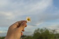 Hand with a camomile on sunny summer day. Royalty Free Stock Photo