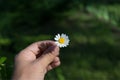 Hand with a camomile on sunny summer day. Royalty Free Stock Photo