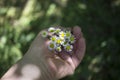 Hand with a camomile on sunny summer day Royalty Free Stock Photo