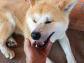 hand caress young, positive Akita-inu dog lying on tiled floor near brick wall