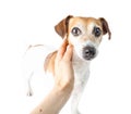 The hand caressed the dog with a frightened Royalty Free Stock Photo