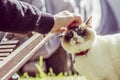 hand caresses the face of a cat