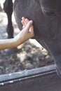 A hand caresses the horses