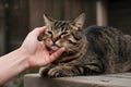 Hand caresses tabby cat on wooden surface, tender moment captured against blurred backdrop