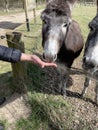 Hand caresses two cute donkeys at the park