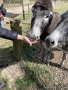 Hand caresses two cute donkeys at the park