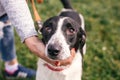 Hand caressing cute homeless dog with sad look in summer park. Adorable black and white dog playing and hugging with person , Royalty Free Stock Photo