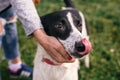 Hand caressing cute homeless dog with sad look in summer park. Adorable black and white dog playing and licking with person , Royalty Free Stock Photo