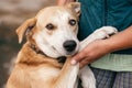 Hand caressing cute homeless dog with sweet looking eyes in summer park. Person hugging adorable yellow dog with funny cute