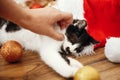 Hand caressing cute kitty at box with red and gold baubles, ornaments and santa hat under christmas tree in festive room. Merry C Royalty Free Stock Photo