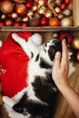Hand caressing cute kitty at box with red and gold baubles, ornaments and santa hat under christmas tree in festive room. Merry C Royalty Free Stock Photo