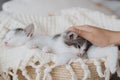 Hand caressing cute little kitten sleeping on soft blanket in basket. Adorable kitties napping Royalty Free Stock Photo