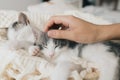 Hand caressing cute little kitten sleeping on soft blanket in basket. Adorable kitties napping Royalty Free Stock Photo