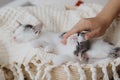 Hand caressing cute little kitten sleeping on soft blanket in basket. Adorable kitties napping Royalty Free Stock Photo