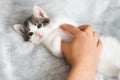 Hand caressing cute little kitten on soft bed. Owner playing with adorable grey and white kitty Royalty Free Stock Photo