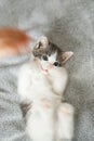 Hand caressing cute little kitten on soft bed. Owner playing with adorable grey and white kitty Royalty Free Stock Photo