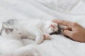 Hand caressing cute sleeping little kitten on soft bed. Adoption. Sweet kittens lying on blanket