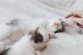 Hand caressing cute sleeping little kitten on soft bed. Adoption. Sweet kittens lying on blanket