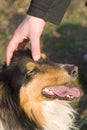 Hand caressing dog Royalty Free Stock Photo