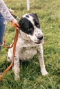 Hand caressing homeless cute alabai dog  in summer park. Big adorable black and white  dog, central asian shepherd,  playing with Royalty Free Stock Photo