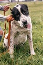 Hand caressing homeless cute alabai dog  in summer park. Big adorable black and white  dog, central asian shepherd,  playing with Royalty Free Stock Photo