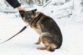 Hand caressing scared homeless three-legged dog. Adoption concept. Disabled dog