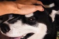 Hand caressing Siberian Husky dog `s head.