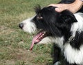 Hand caressing a sweet dog