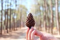 Hand catch pine cones 1 piece, Pine forest. Caribbean pine Pinus caribaea at Boa kaeo silvicultural research station.