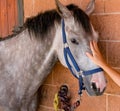 Hand of a caucasian woman on the horse`s face, concept of human-nature relation Royalty Free Stock Photo