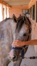 A young caucasian woman at the stable stroking a dapple gray horse Royalty Free Stock Photo