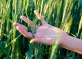 Hand and cereal crops