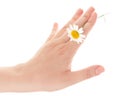 Hand with chamomile Royalty Free Stock Photo