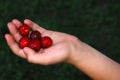 Hand with Cherries Royalty Free Stock Photo