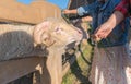 Hand child feeds grass of Big Horn Rams