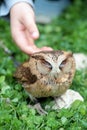 Hand of a child fondling a sunda scops owl