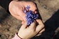 Flower in the hands of the child and father