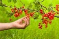 Hand of child picking berries of red currant Royalty Free Stock Photo