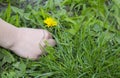 Hand of a child picking a dandelion flower. Royalty Free Stock Photo